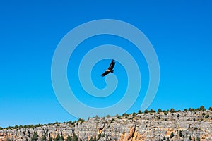 Griffon vulture flying over the blue sky