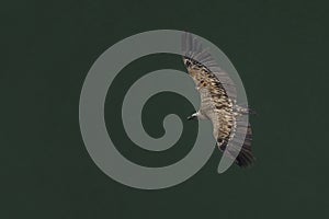 Griffon vulture in a free flight above the river