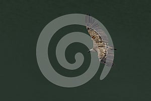 Griffon vulture in a free flight above the river