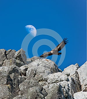 Griffon Vulture gliding against a daytime half Moon, Monfrague,