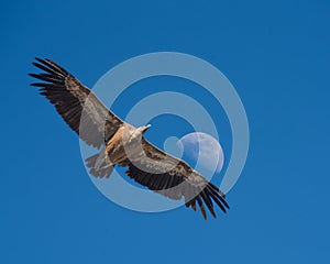 Griffon Vulture gliding against a daytime half Moon, Monfrague, photo