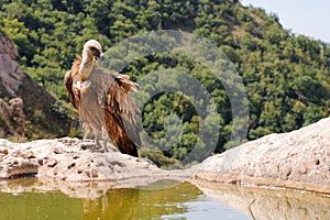 Griffon vulture Gyps fulvus