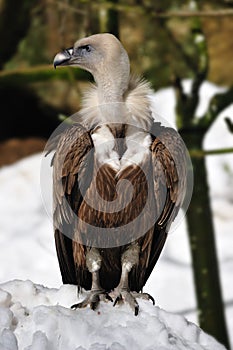 Griffon Vulture (Gyps fulvus) photo