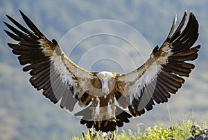 Griffon Vulture - Gyps fulvus