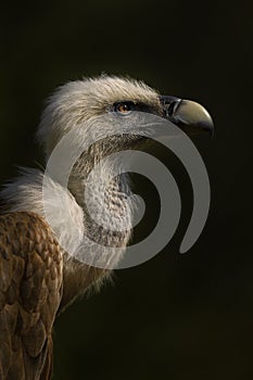 Griffon Vulture - Gyps fulvus