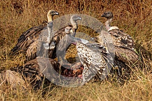 Griffon Vulture Gyps fulvus