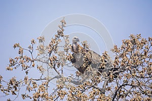 Griffon Vulture, Gyps fulvus