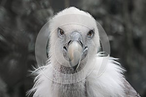 Griffon Vulture - Gyps fulvus