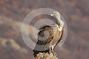 Griffon Vulture (Gyps fulvus) photo