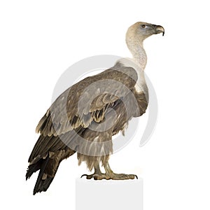 Griffon Vulture - Gyps fulvus