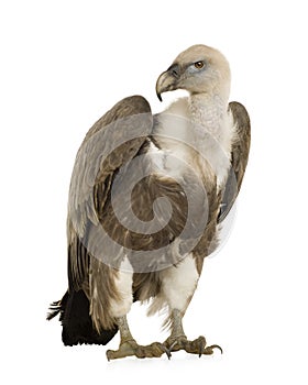 Griffon Vulture - Gyps fulvus