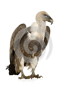 Griffon Vulture - Gyps fulvus