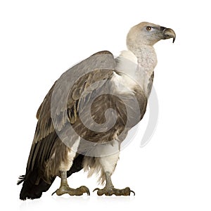 Griffon Vulture - Gyps fulvus photo