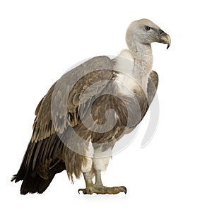 Griffon Vulture - Gyps fulvus photo