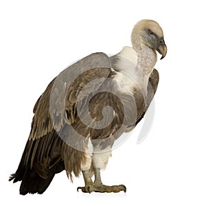 Griffon Vulture - Gyps fulvus photo