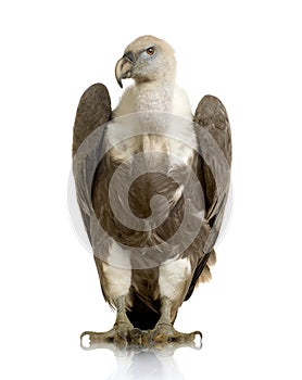 Griffon Vulture - Gyps fulvus