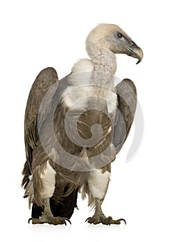 Griffon Vulture - Gyps fulvus photo