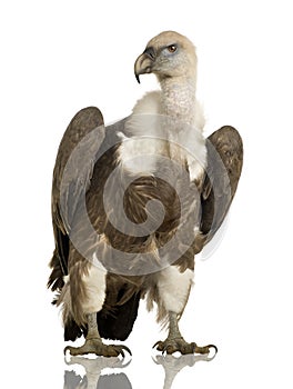 Griffon Vulture - Gyps fulvus