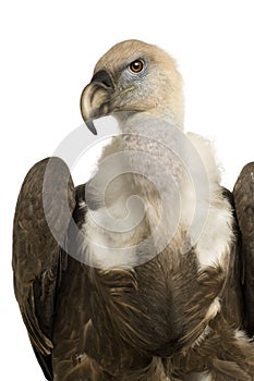 Griffon Vulture - Gyps fulvus