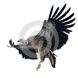 Griffon Vulture - Gyps fulvus