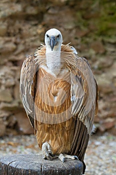 Griffon vulture (Gyps fulvus)