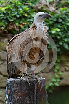 Griffon vulture (Gyps fulvus)