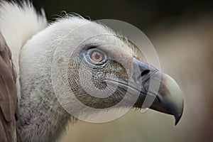 Griffon vulture (Gyps fulvus).