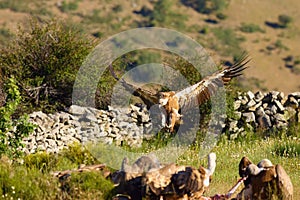 Griffon vulture Gyps fulvus arrives on a mountain meadow with colorful background. Vulture with mountains in background