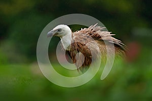 Griffon Vulture, Gyps fulvus, big bird of prey sitting on stone, rock mountain, nature habitat, Madzarovo, Bulgaria, Eastern Rhodo