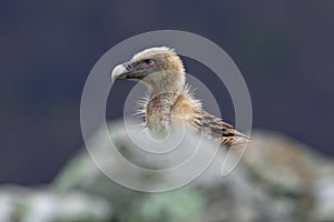 Griffon Vulture, Gyps fulvus, big bird of prey sitting on stone on rocky mountain in nature habitat, Madzarovo, Bulgaria, Eastern