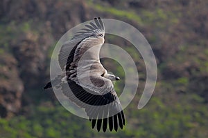 Griffon Vulture, Gyps fulvus, big birds of prey flying above the moountain. Vulture in the stone. Bird in the nature habitat, Spai