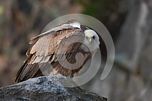 Griffon Vulture, Gyps fulvus, Big birds of prey sitting on the stone, rock mountain, France