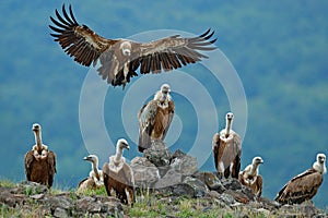 Griffon Vulture, Gyps fulvus, big birds of prey sitting on stone, rock mountain, nature habitat, Madzarovo, Bulgaria, Eastern Rhod photo