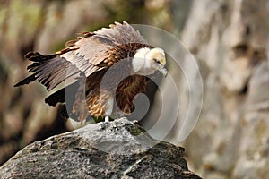 Griffon Vulture, Gyps fulvus, big birds of prey sitting on the stone, rock mountain, nature habitat, Spain