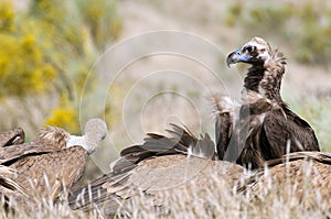 Griffon Vulture, Gyps fulvus, Black Vulture or Cinereous Vulture Aegypius monachus