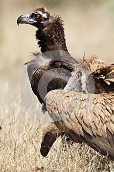 Griffon Vulture, Gyps fulvus, Black Vulture or Cinereous Vulture Aegypius monachus carrion birds