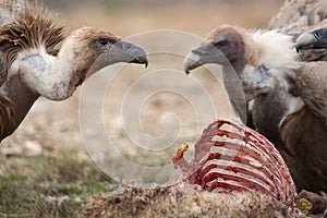 Griffon Vulture Gyps fulvus, bones and meat