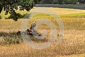 Griffon Vulture, Gyps fulvus, Buitre Leonado at Covarrubias, Castilla Leon, Spain photo
