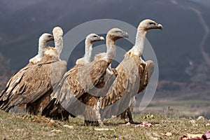 Griffon Vulture Gyps fulvus in the Cantabrian Mountains. Leon, Spain