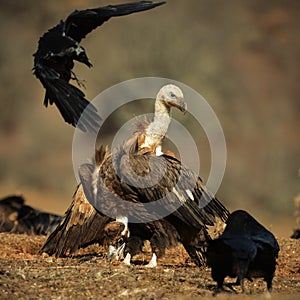 Griffon vulture Gyps fulvus and Cinereous vulture Aegypius monachus