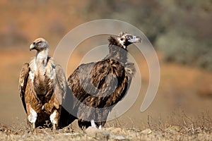 griffon vulture Gyps fulvus, and Cinereous vulture Aegypius monachus