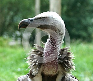 Griffon vulture Gyps fulvus close up