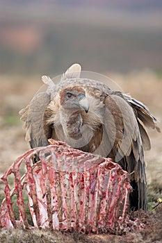 Griffon Vulture Gyps fulvus eating, bones and meat