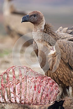 Griffon Vulture Gyps fulvus eating carrion