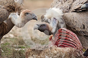 Griffon Vulture Gyps fulvus eating carrion, bones
