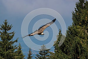 Griffon vulture - Gyps fulvus, falconry, Vorarlberg, Austria
