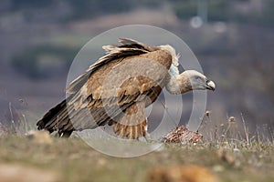 Griffon Vulture Gyps fulvus feeding on the Cantabrian mountain range. Leon, Spain photo