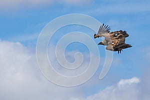 Griffon vulture, Gyps fulvus, flapping its wings during flight over the Cint ravine in Alcoy photo