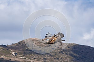 Griffon vulture, Gyps fulvus, flapping its wings during flight over the Cint ravine in Alcoy photo