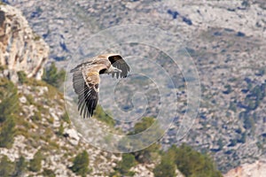 Griffon vulture, Gyps fulvus, flapping its wings during flight over the Cint ravine in Alcoy photo